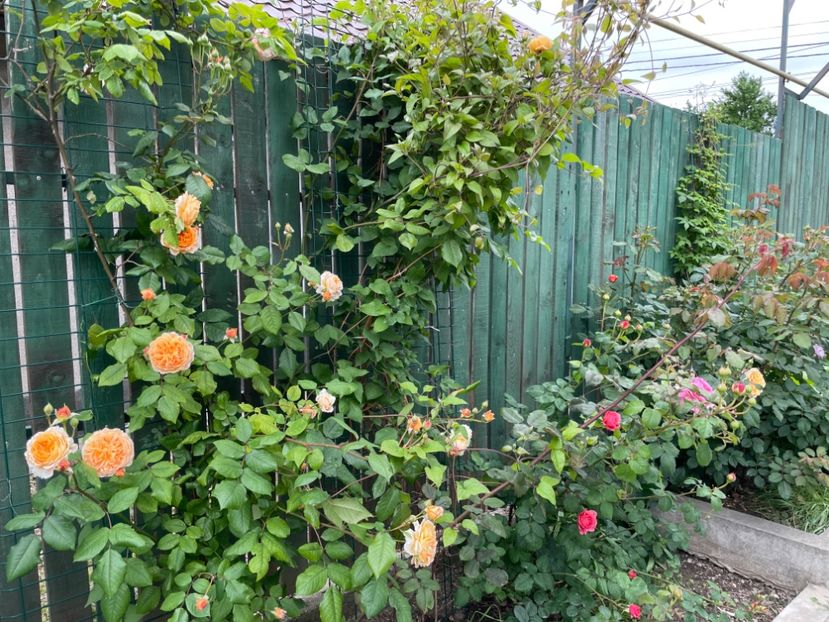  - 001 Trandafiri 2024