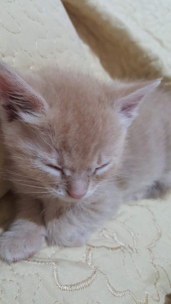 IMG-20240513-WA0079 - 1Aris