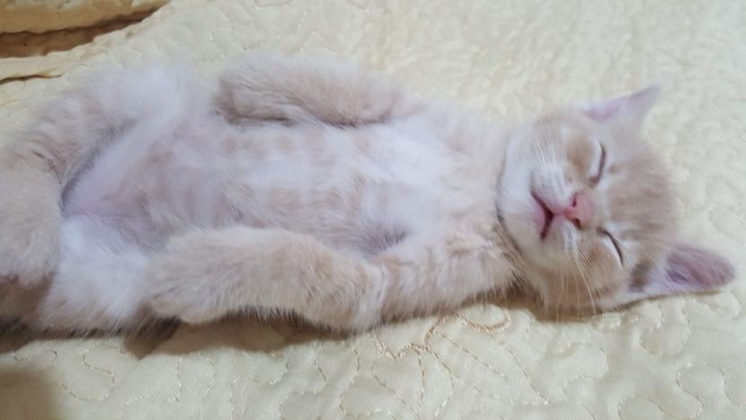 IMG-20240513-WA0081 - 1Aris