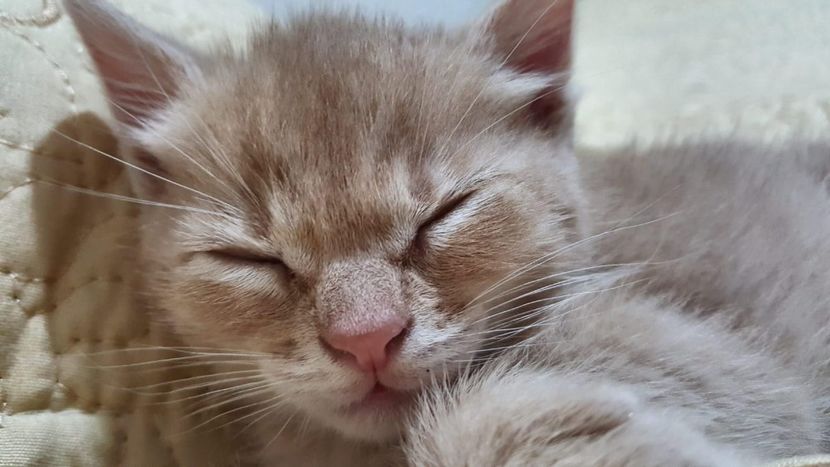 IMG-20240513-WA0084 - 1Aris