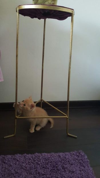 IMG-20240513-WA0091 - 1Aris