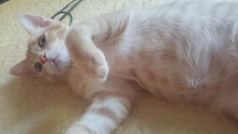 IMG-20240513-WA0102 - 1Aris