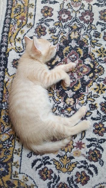 IMG-20240513-WA0123 - 1Aris