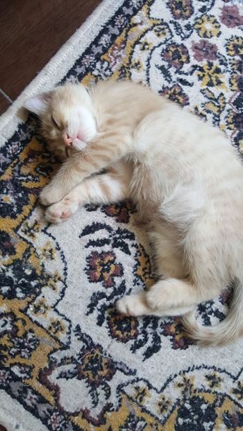 IMG-20240513-WA0128 - 1Aris