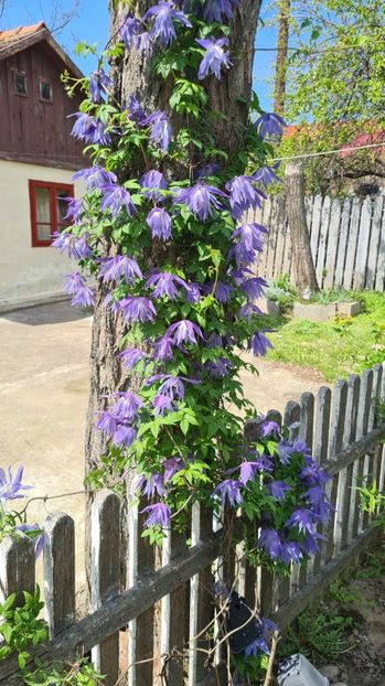 IMG-20240513-WA0039 - 1M album 2023-gradina tara