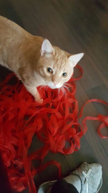 IMG-20240513-WA0210 - 1Aris