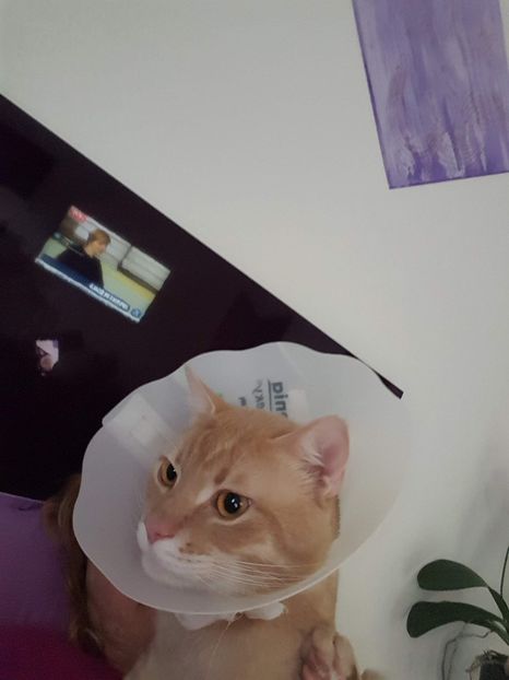 IMG-20240513-WA0209 - 1Aris