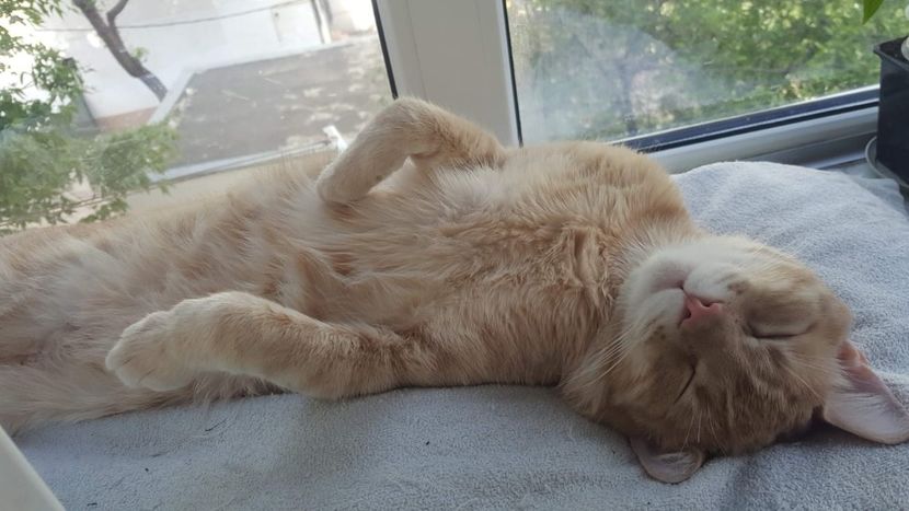 IMG-20240513-WA0200 - 1Aris