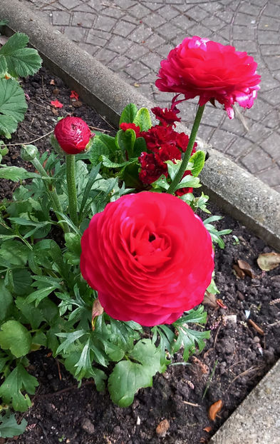  - 2024 - 01 - Primavara