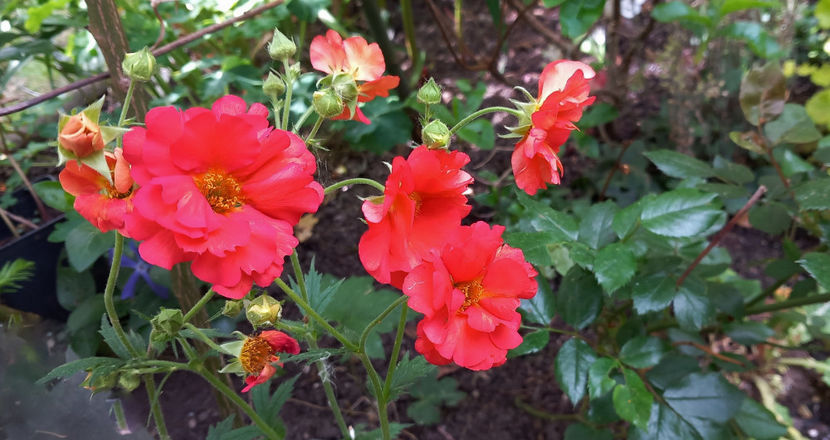  - 2024 - 01 - Primavara