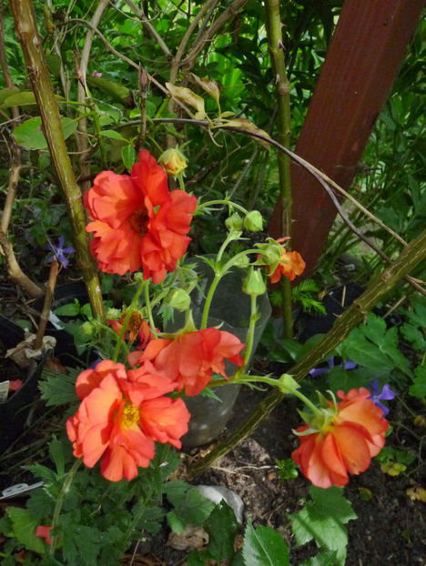  - 2024 - 01 - Primavara