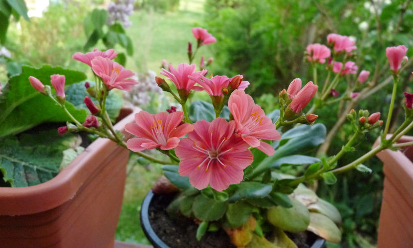  - 2024 - 01 - Primavara