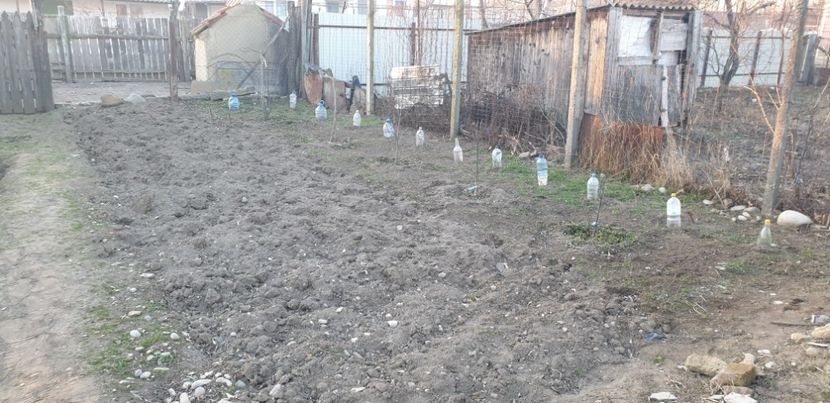  - Gradina tara 2021