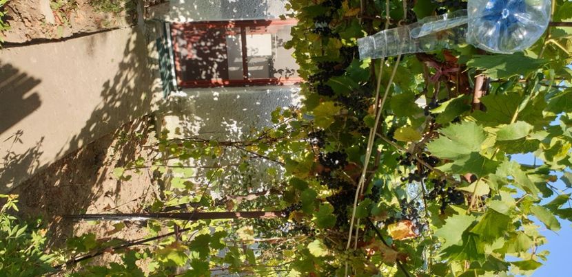  - Gradina tara 2021