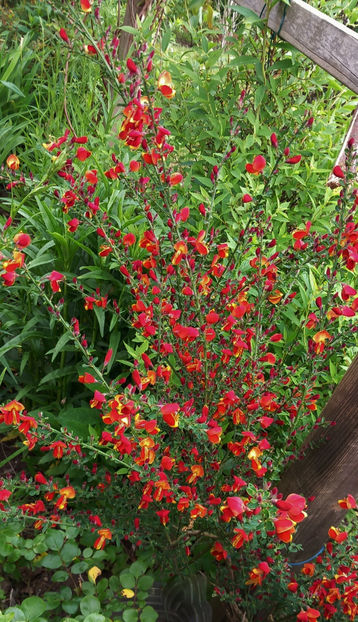  - 2024 - 01 - Primavara