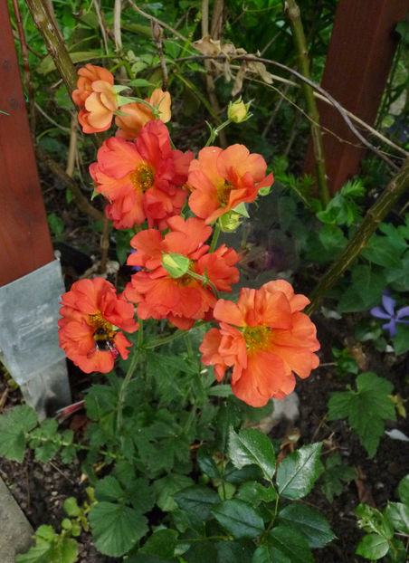  - 2024 - 01 - Primavara