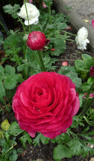  - 2024 - 01 - Primavara