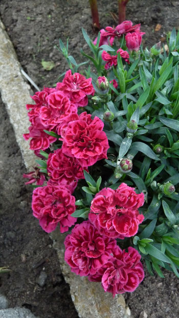  - 2024 - 01 - Primavara