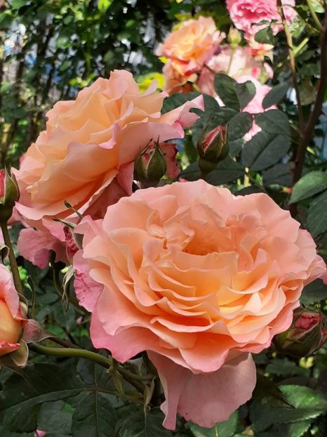  - Augusta Luise 2021