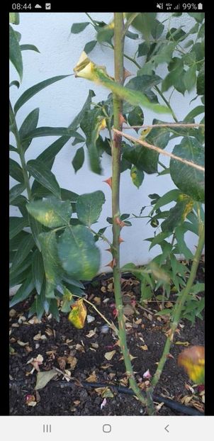 Screenshot_20210725-084429_Facebook - Gradina tara 2021