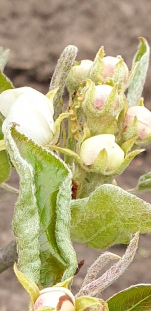 Screenshot_20210420-182045_Gallery - Gradina tara 2021