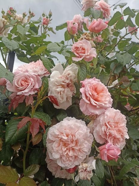 2024-13.05 - Rose de Tolbiac