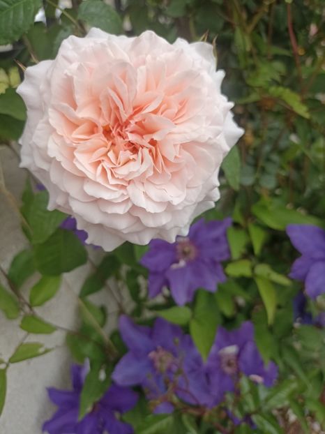 2024-13.05 - Rose de Tolbiac