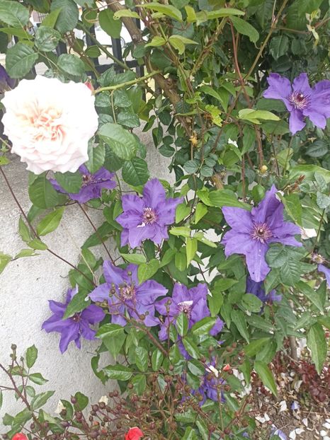 2024-13.05 - 19 The President