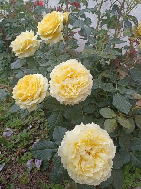 2024-13.05 - China girl