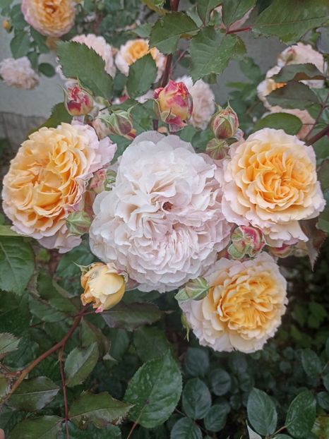 2024-13.05 - Jeff l_artiste