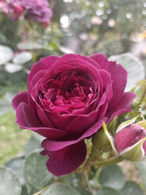 2024-13.05 - Purple Eden _Ebb Tide