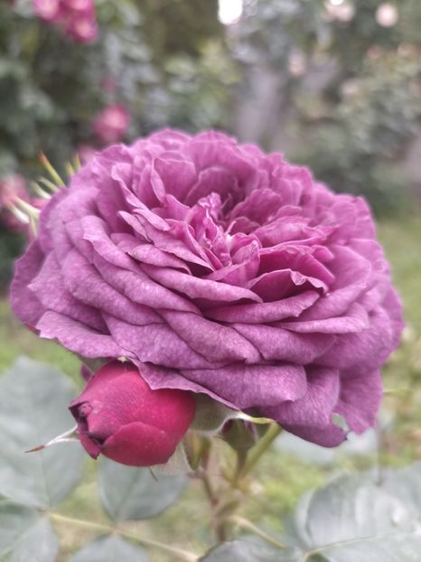 2024-13.05 - Purple Eden _Ebb Tide