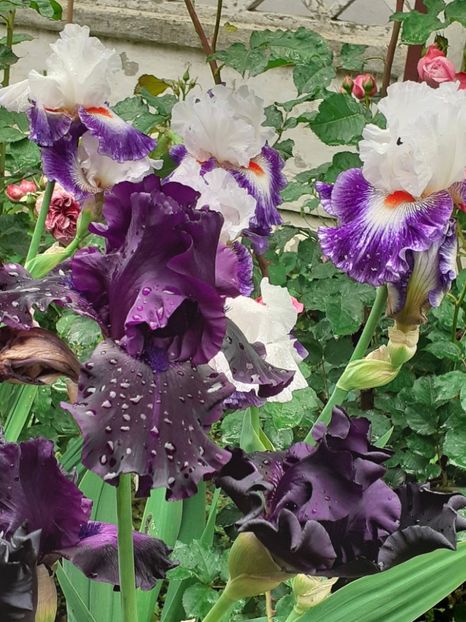  - IRIȘI 2024 - 2 _ 2025