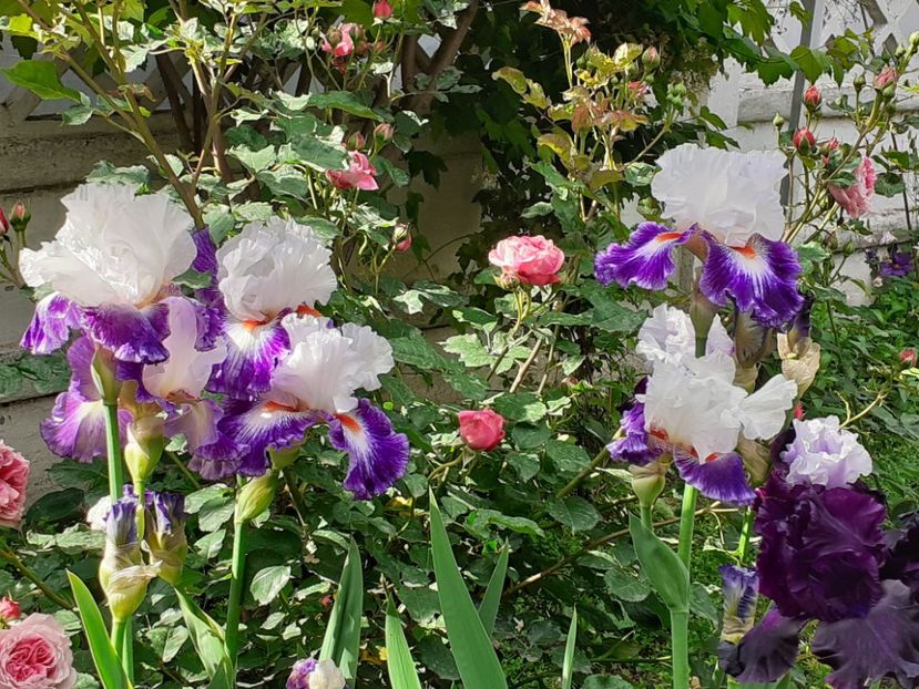  - IRIȘI 2024 - 2 _ 2025