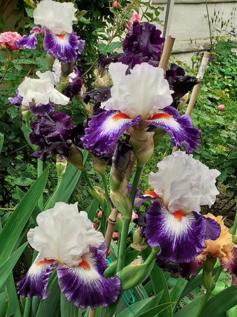  - IRIȘI 2024 - 2 _ 2025