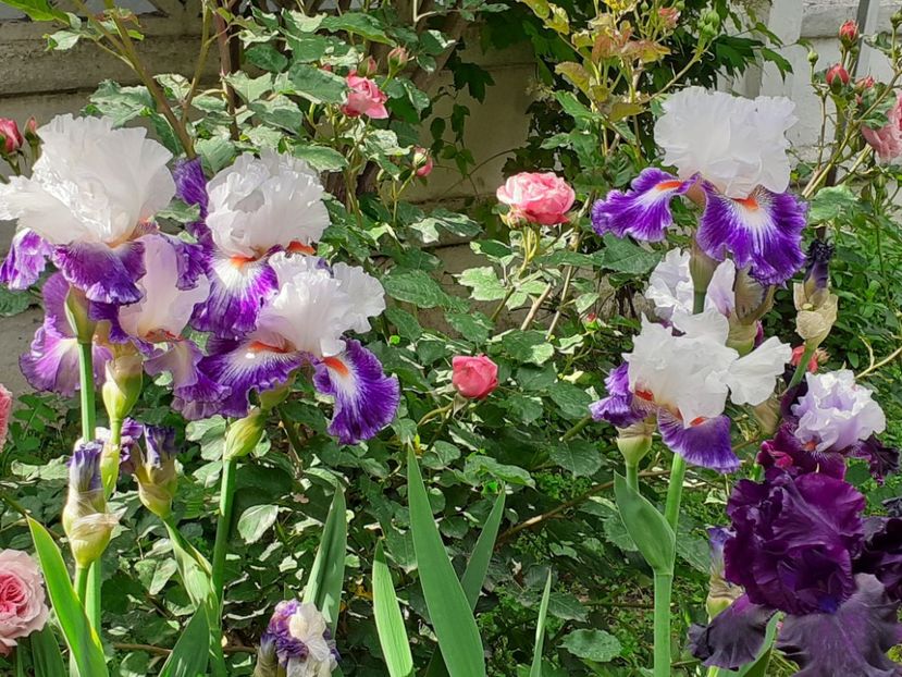  - IRIȘI 2024 - 2 _ 2025