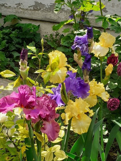  - IRIȘI 2024 - 2 _ 2025