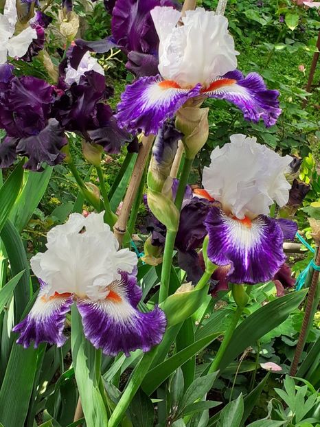  - IRIȘI 2024 - 2 _ 2025