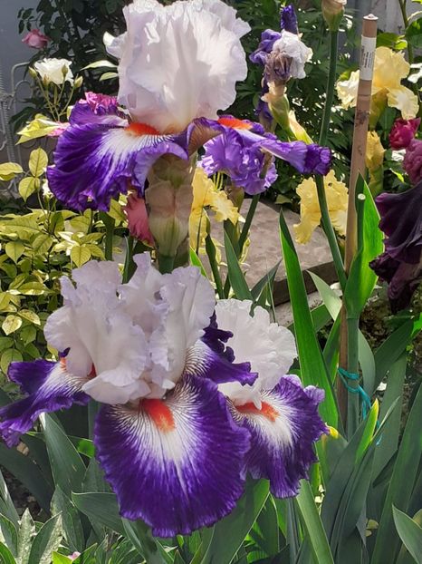  - IRIȘI 2024 - 2 _ 2025