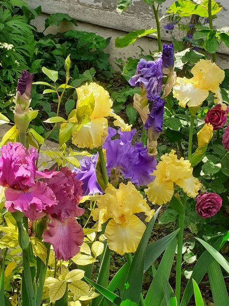  - IRIȘI 2024 - 2 _ 2025