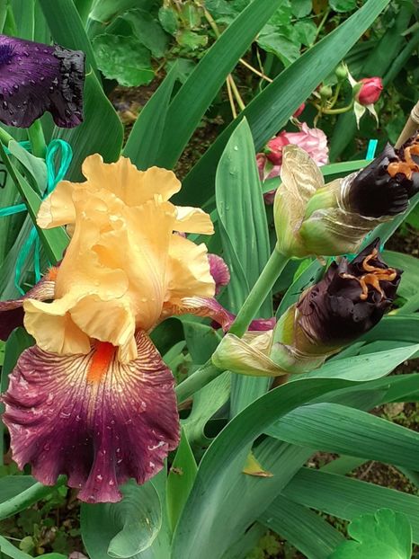  - IRIȘI 2024 - 2 _ 2025