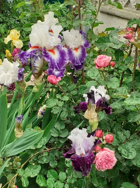  - IRIȘI 2024 - 2 _ 2025