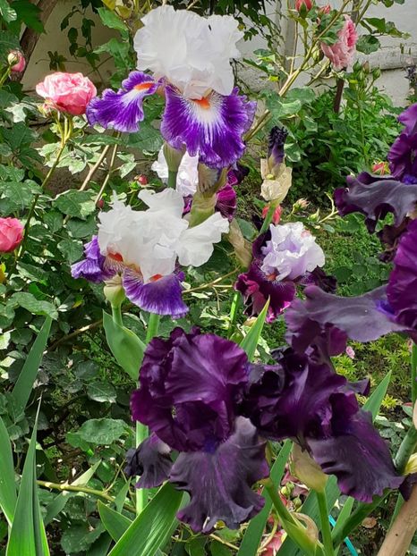  - IRIȘI 2024 - 2 _ 2025