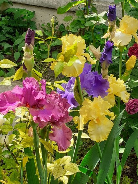  - IRIȘI 2024 - 2 _ 2025