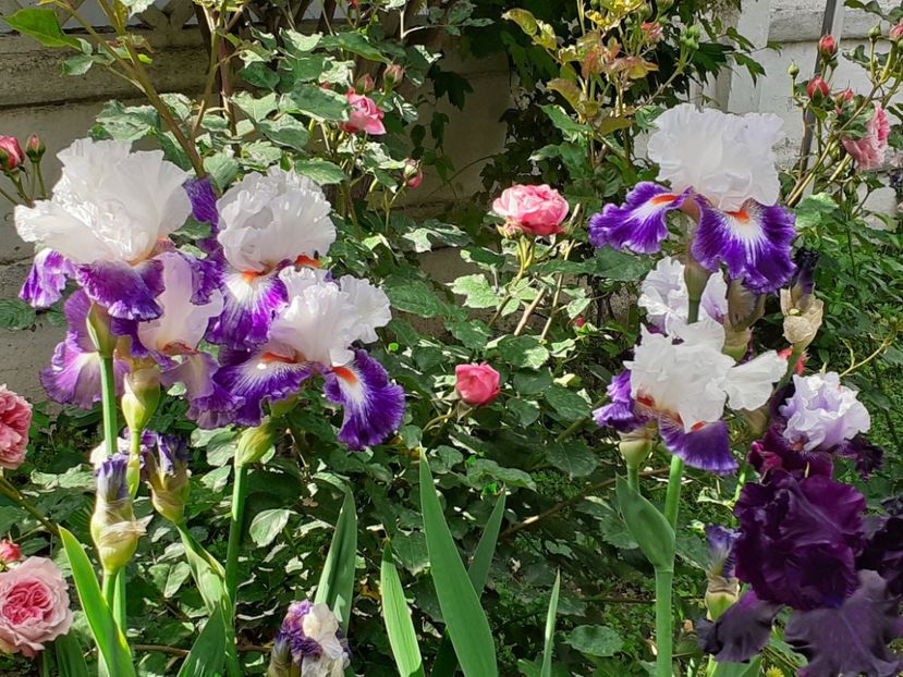  - IRIȘI 2024 - 2 _ 2025