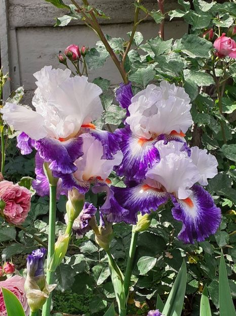  - IRIȘI 2024 - 2 _ 2025