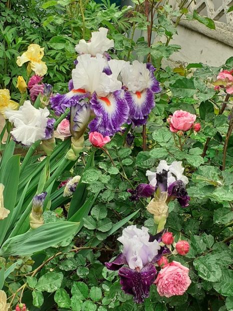  - IRIȘI 2024 - 2 _ 2025