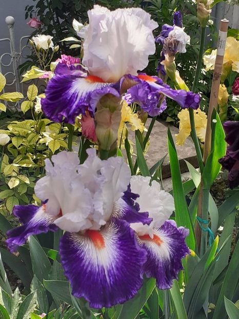  - IRIȘI 2024 - 2 _ 2025