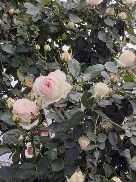  - Palais Royale 2022 - 2023-2024