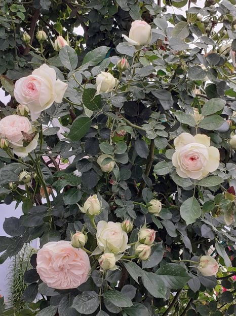  - Palais Royale 2022 - 2023-2024